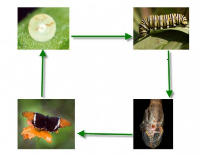 zhiznenny cikl babochki shema.jpg