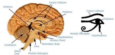 eye_of_horus_thalamus_brain.jpg