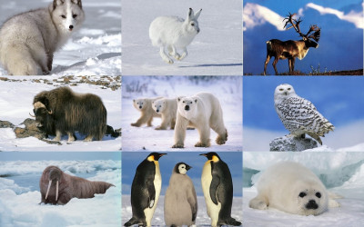 полярные животные.jpg
