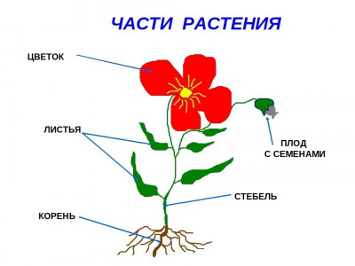 части растения.jpg